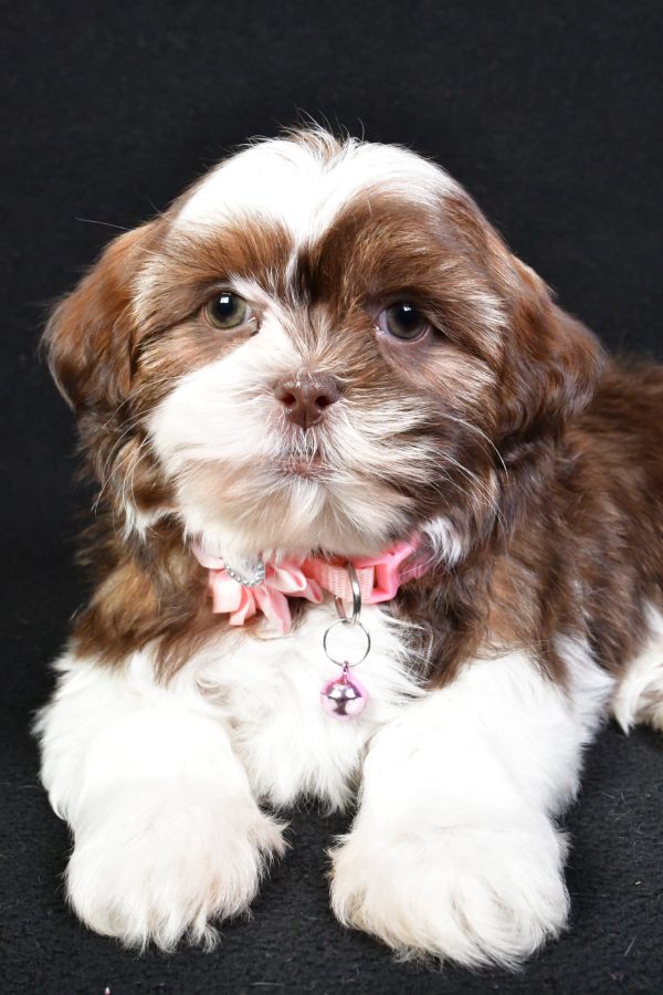 Miss Kenzie the Shih Tzu - Image 4