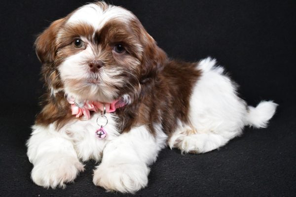 Miss Kenzie the Shih Tzu - Image 6