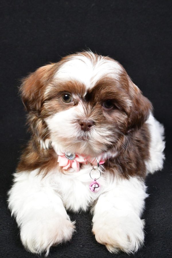 Miss Kenzie the Shih Tzu - Image 5