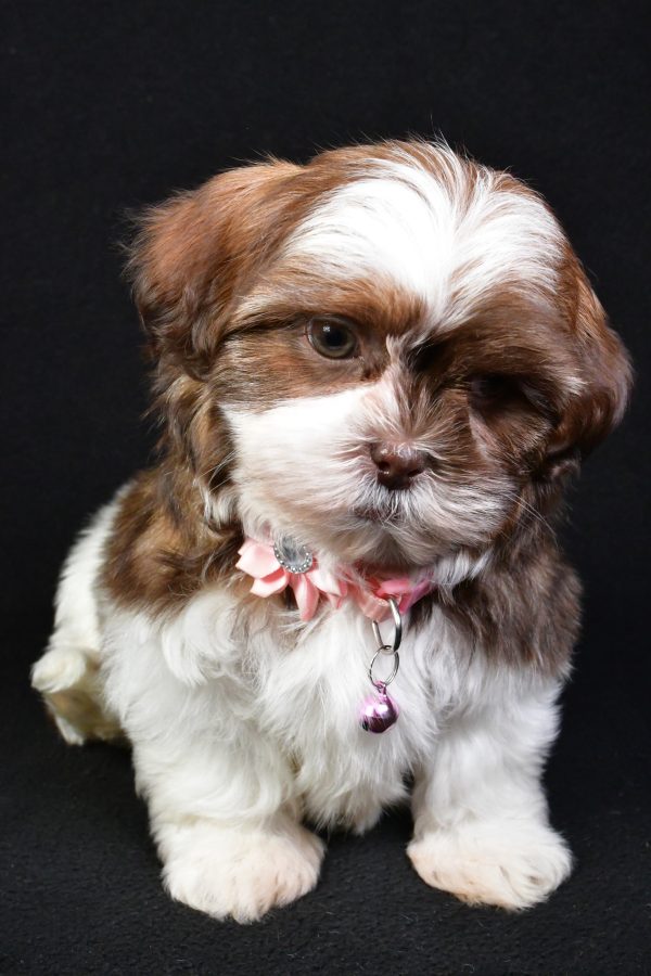 Miss Kenzie the Shih Tzu - Image 2