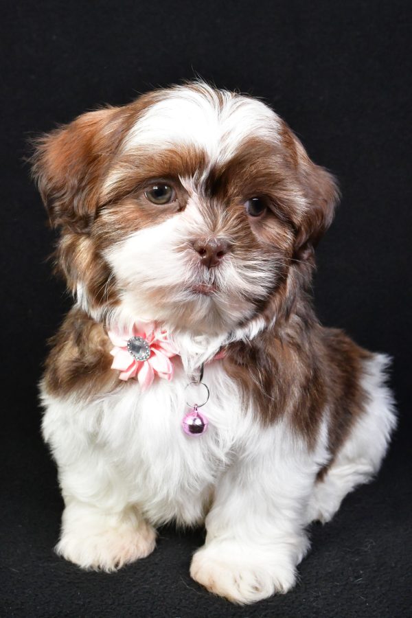 Miss Kenzie the Shih Tzu