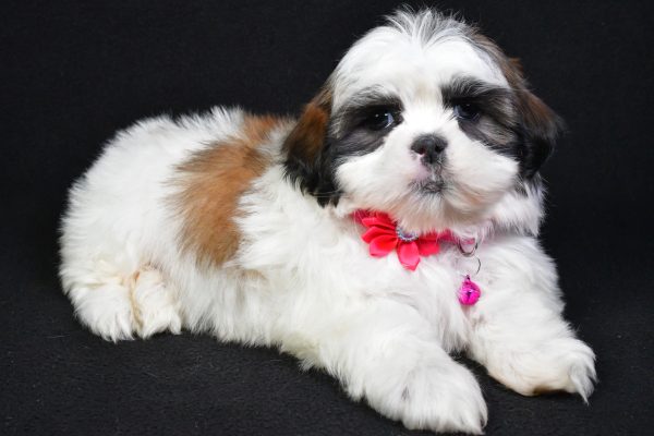 Miss Kaleen the Shih Tzu - Image 7