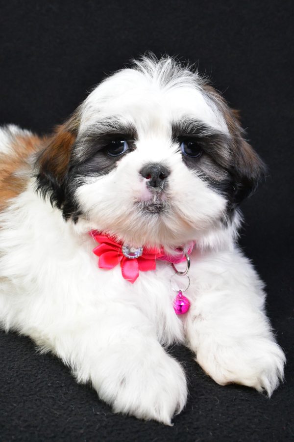 Miss Kaleen the Shih Tzu - Image 3