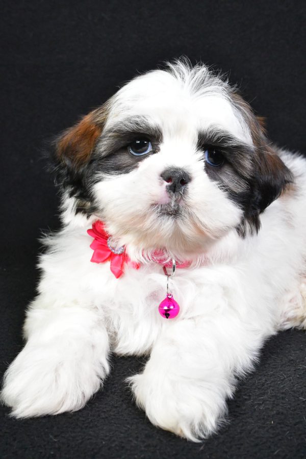 Miss Kaleen the Shih Tzu - Image 4