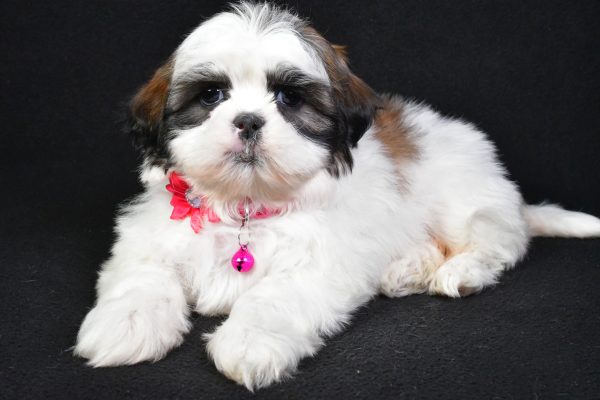 Miss Kaleen the Shih Tzu - Image 6