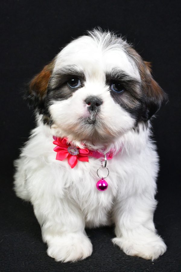 Miss Kaleen the Shih Tzu - Image 2