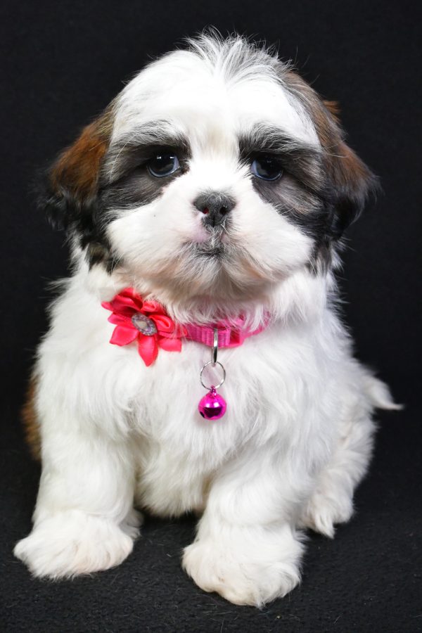 Miss Kaleen the Shih Tzu