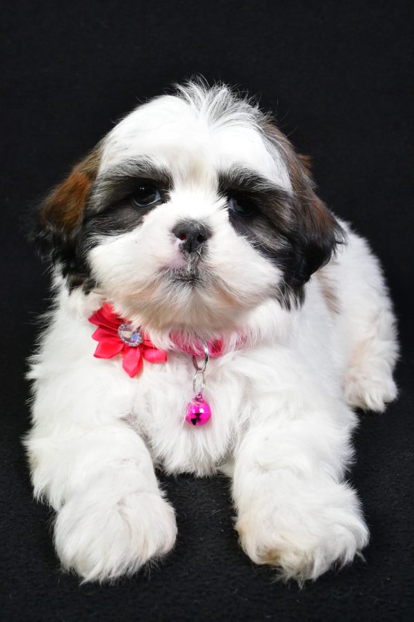 Miss Kaleen the Shih Tzu - Image 5