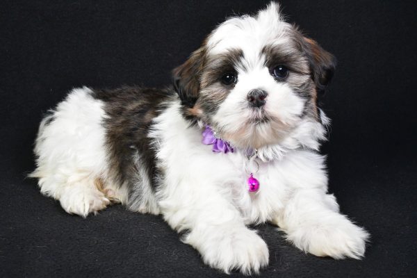 Miss Kara the Shih Tzu - Image 7