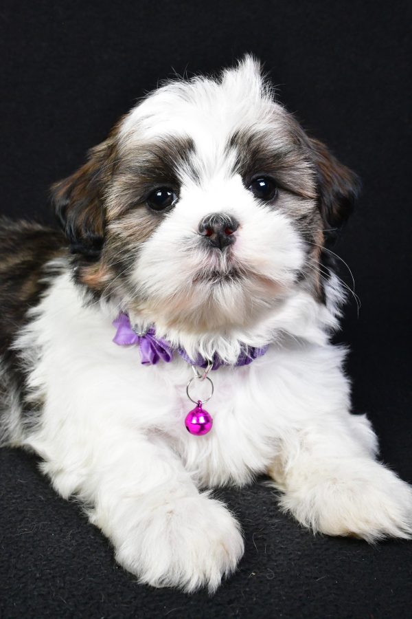 Miss Kara the Shih Tzu - Image 5