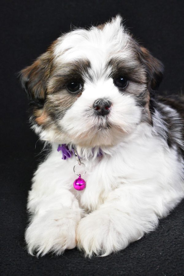 Miss Kara the Shih Tzu - Image 4