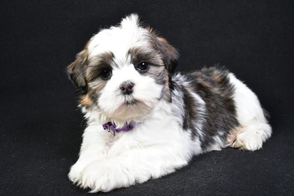 Miss Kara the Shih Tzu - Image 8