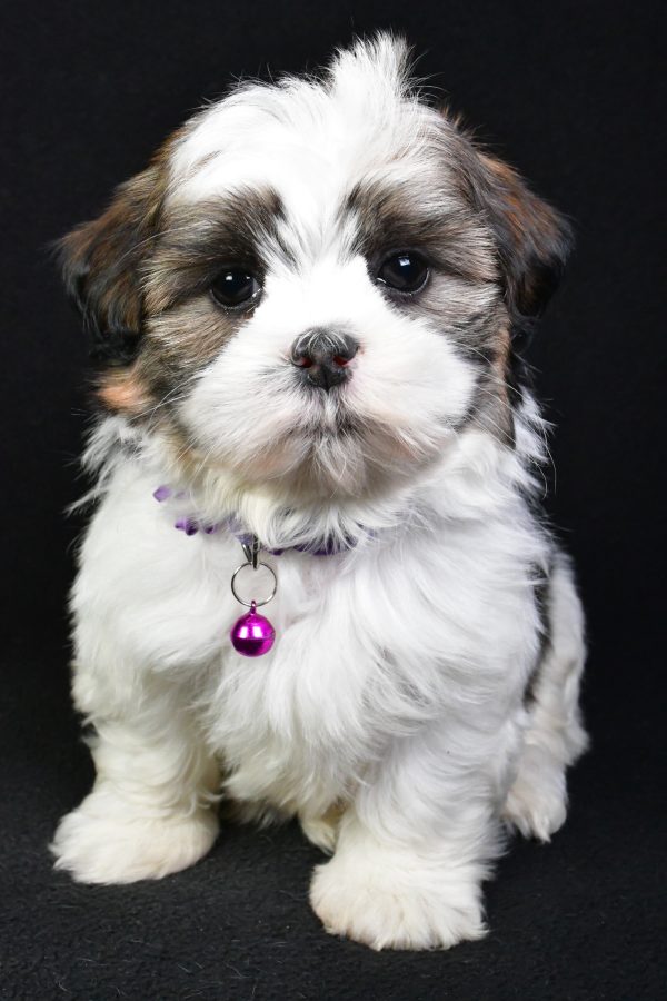 Miss Kara the Shih Tzu - Image 3