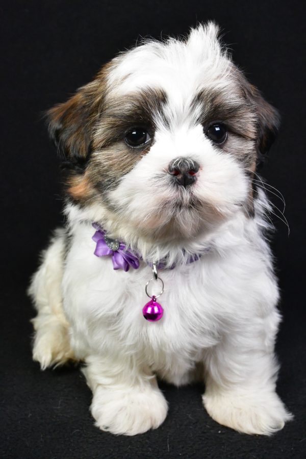 Miss Kara the Shih Tzu - Image 2