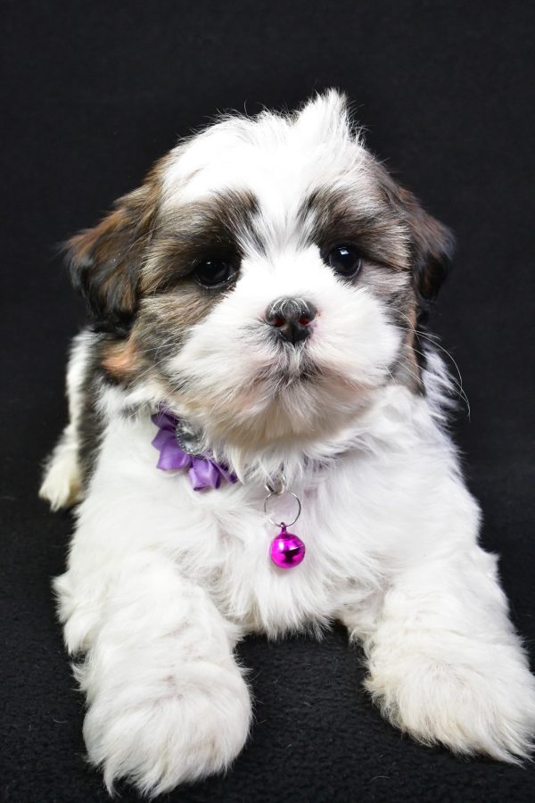 Miss Kara the Shih Tzu - Image 6