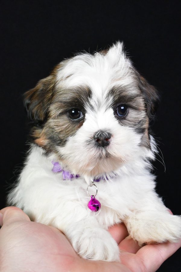 Miss Kara the Shih Tzu