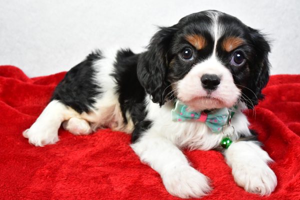 Mr. Conner The Cavalier King Charles - Image 6