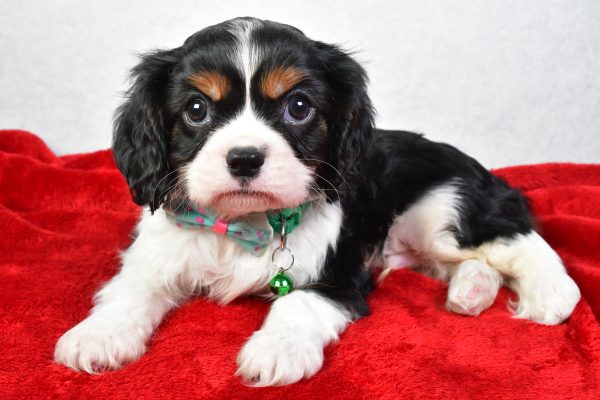 Mr. Conner The Cavalier King Charles - Image 5