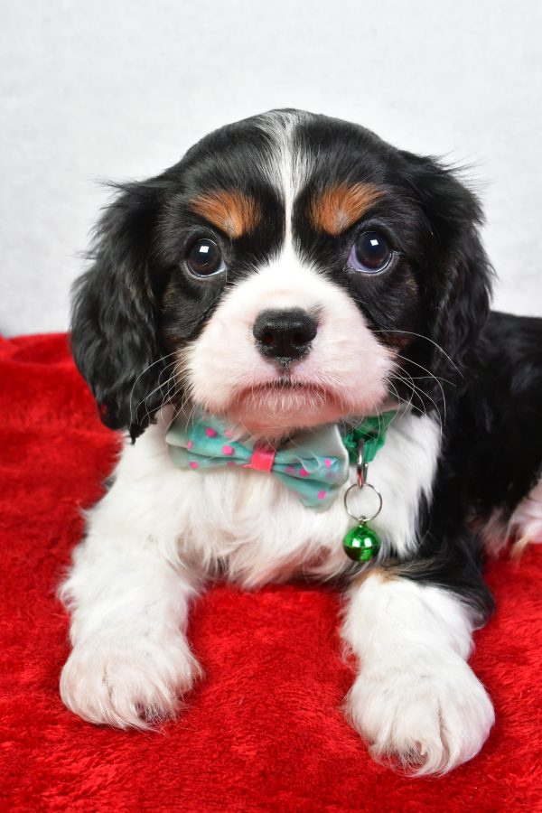 Mr. Conner The Cavalier King Charles - Image 4