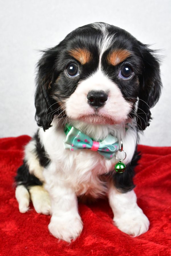 Mr. Conner The Cavalier King Charles