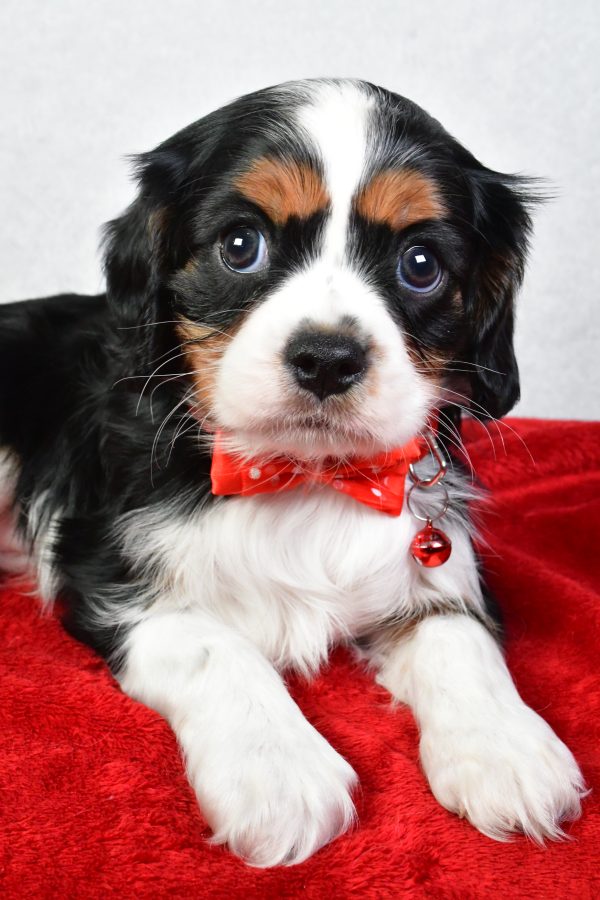 Mr. Colton The Cavalier King Charles - Image 3