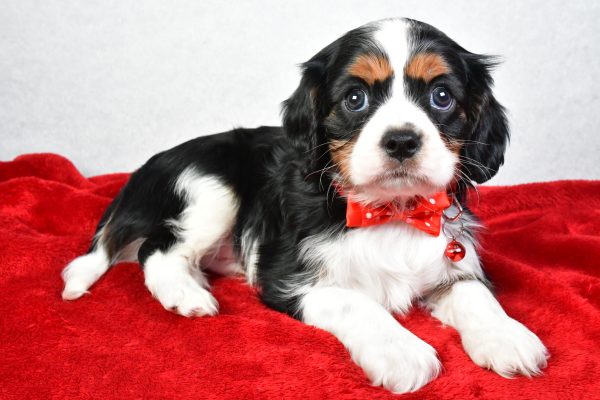 Mr. Colton The Cavalier King Charles - Image 6