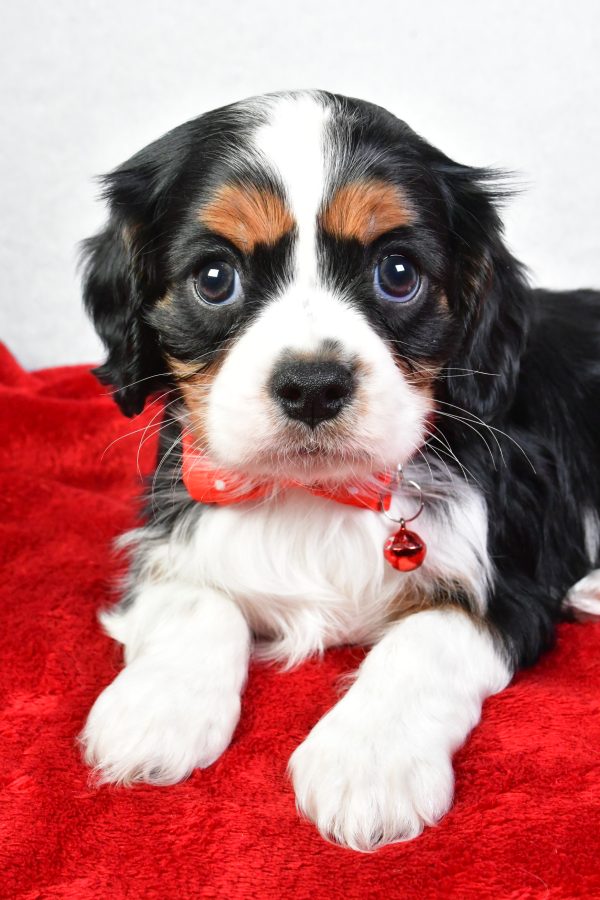 Mr. Colton The Cavalier King Charles - Image 4