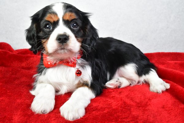 Mr. Colton The Cavalier King Charles - Image 7