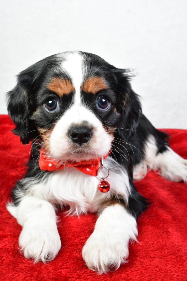 Mr. Colton The Cavalier King Charles - Image 5