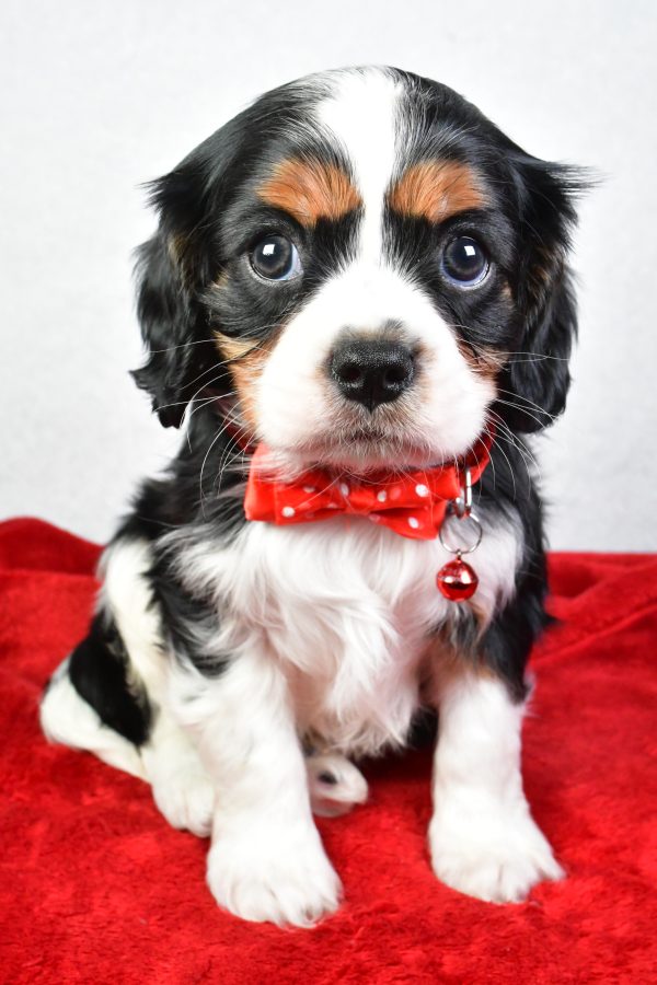 Mr. Colton The Cavalier King Charles