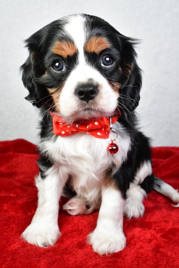 Mr. Colton The Cavalier King Charles - Image 2