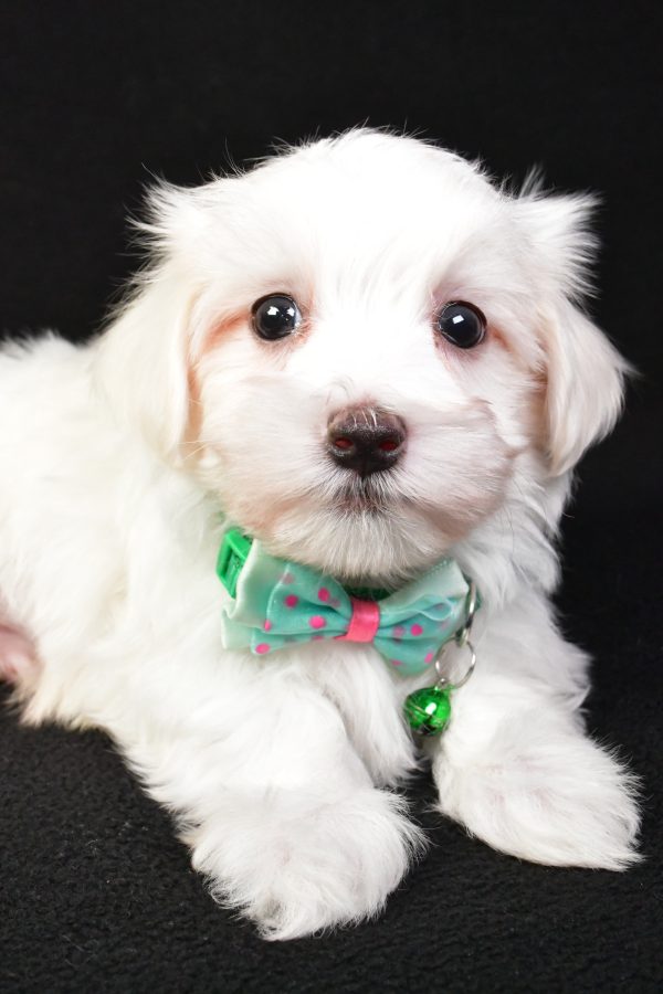 Mr. Milo The Maltese - Image 4