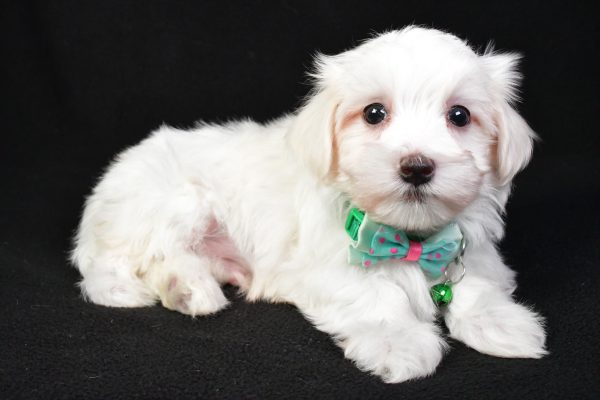 Mr. Milo The Maltese - Image 7