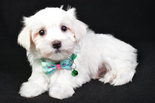 Mr. Milo The Maltese - Image 6