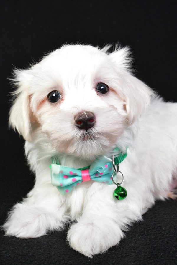 Mr. Milo The Maltese - Image 3