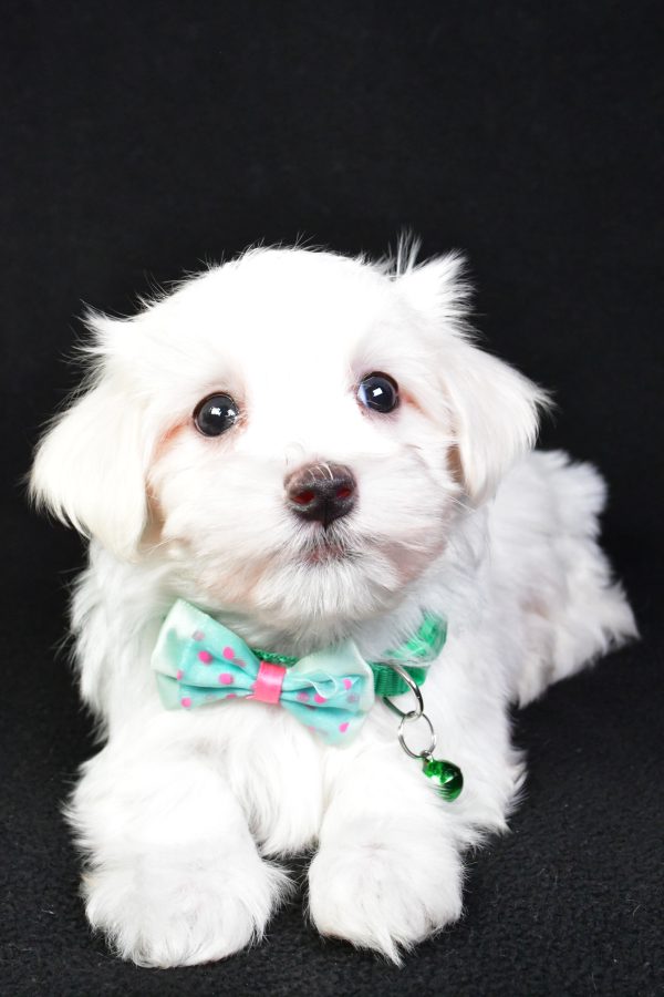 Mr. Milo The Maltese - Image 5