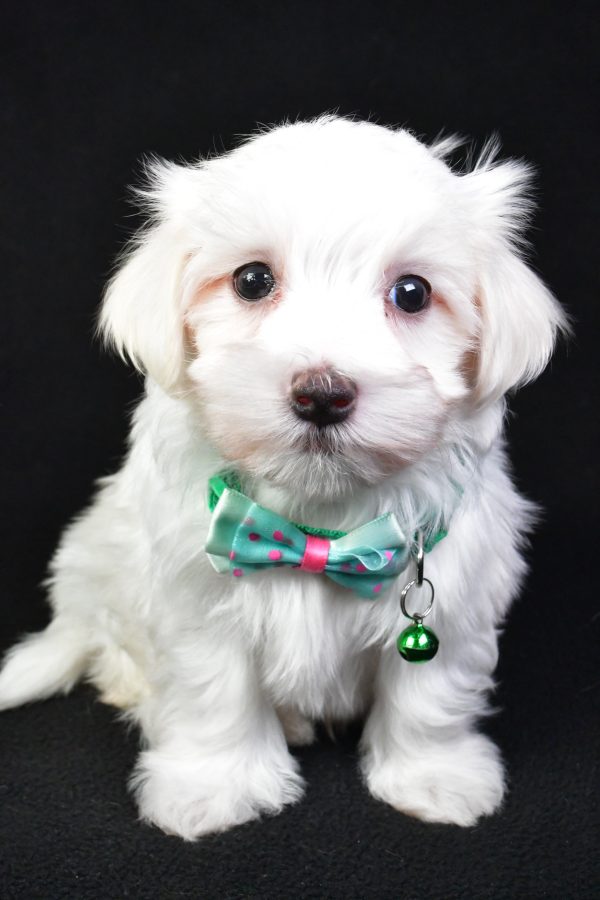 Mr. Milo The Maltese