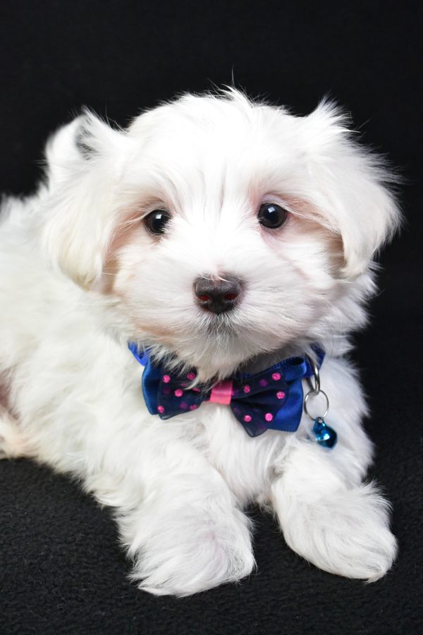 Mr. Mac The Maltese - Image 4