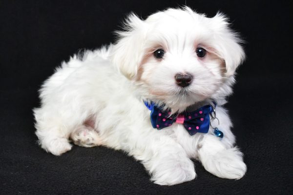 Mr. Mac The Maltese - Image 6