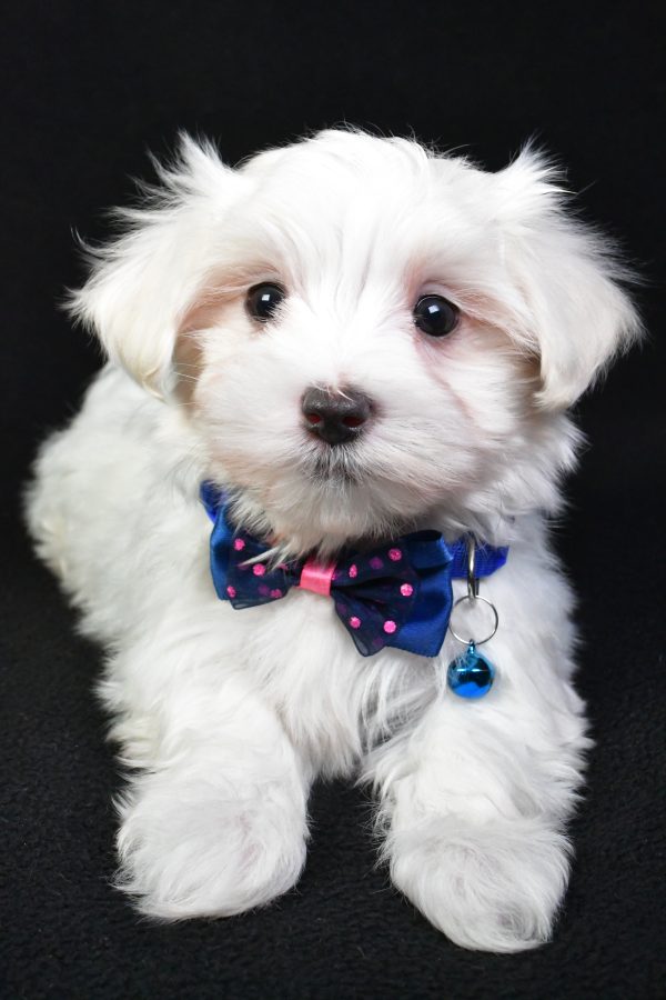 Mr. Mac The Maltese - Image 5