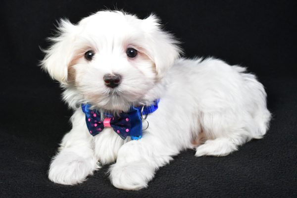 Mr. Mac The Maltese - Image 7