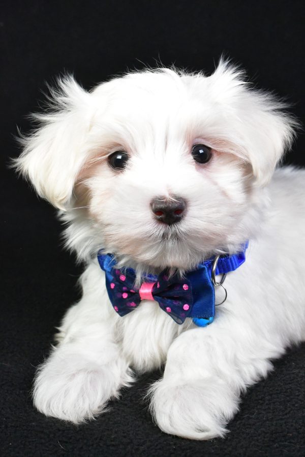 Mr. Mac The Maltese - Image 3