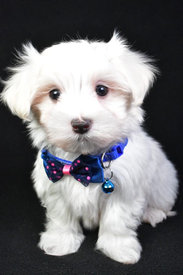 Mr. Mac The Maltese - Image 2