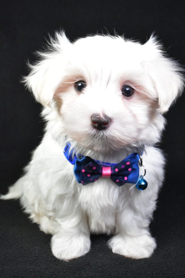 Mr. Mac The Maltese