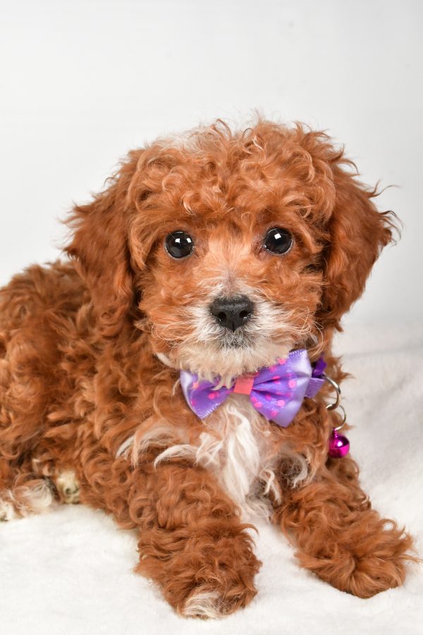 Mr. Kevin The Miniature Poodle - Image 5