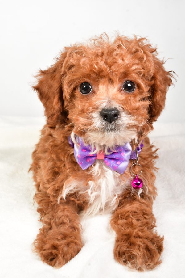 Mr. Kevin The Miniature Poodle - Image 6