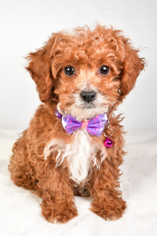 Mr. Kevin The Miniature Poodle - Image 2