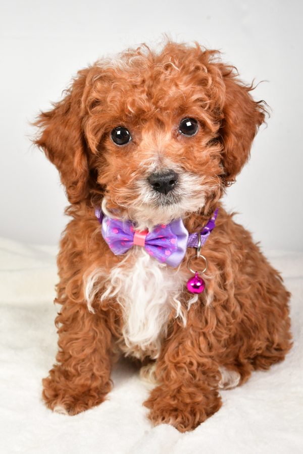 Mr. Kevin The Miniature Poodle - Image 3