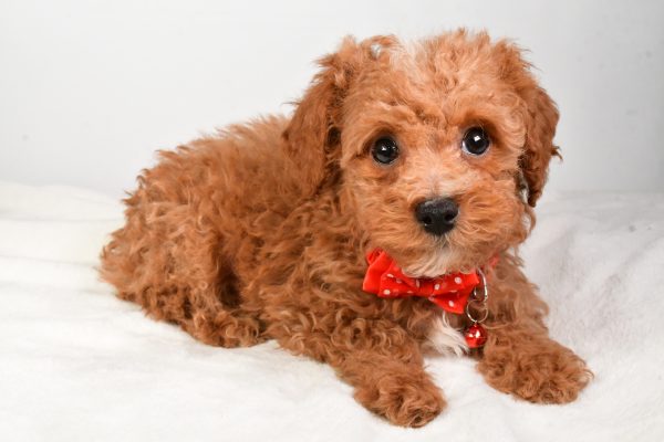 Mr. Kenny The Miniature Poodle - Image 4