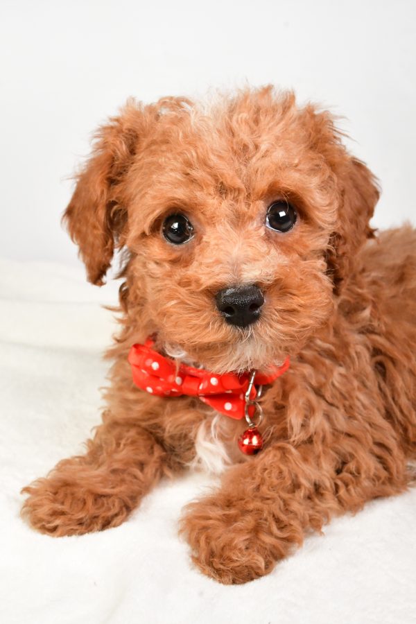 Mr. Kenny The Miniature Poodle - Image 3